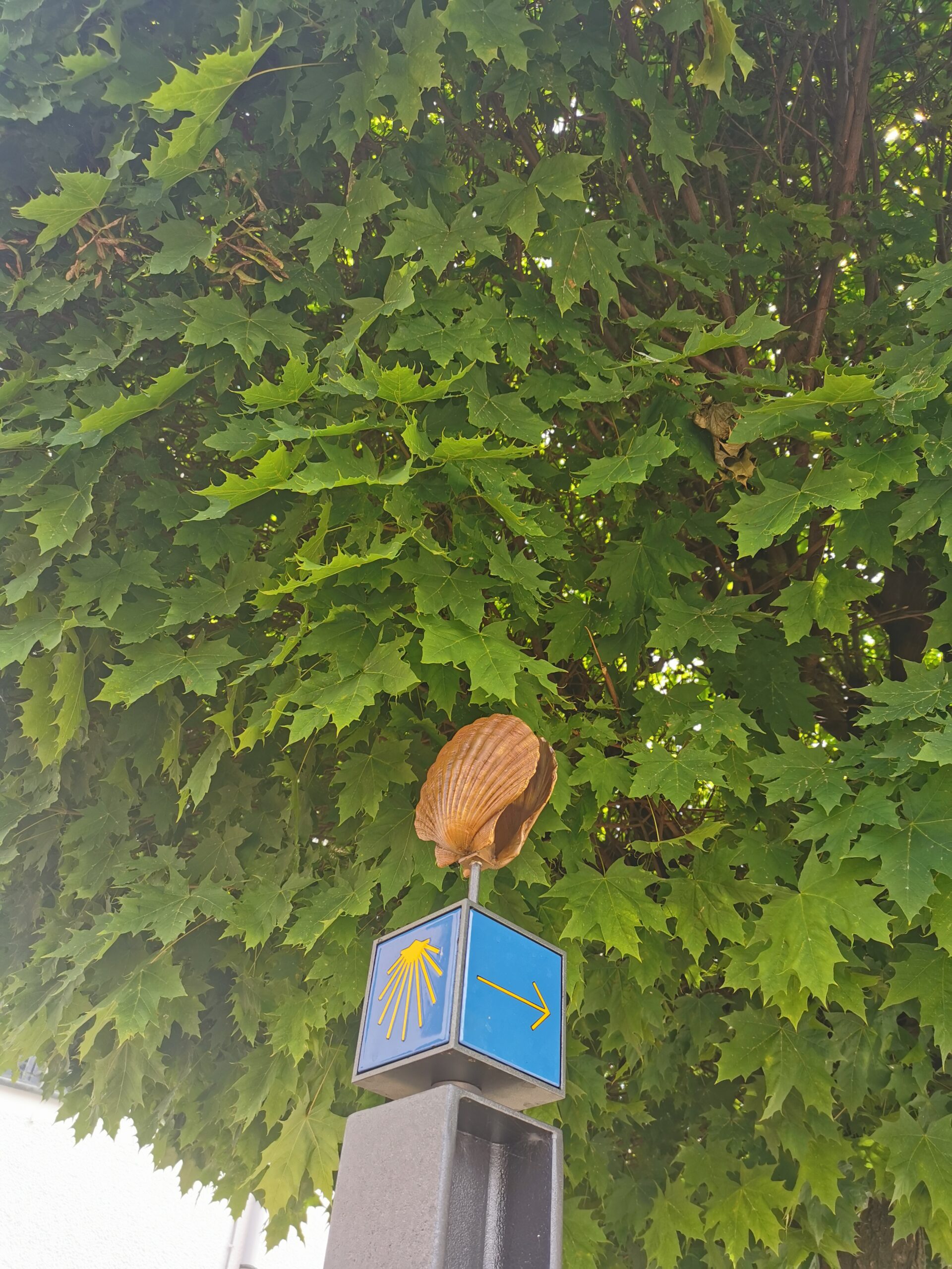 Jakobsweg Wegweiser mit Muschel